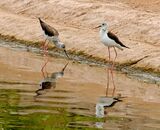Black-winged Stilt