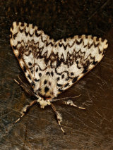 Black Arches