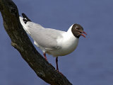 Black-headed Gull