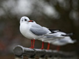 Black-headed Gulls