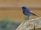 Black Redstart (Phoenicurus ochruros)
