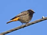 Black Redstart (Phoenicurus ochruros)