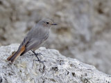 Black Redstart