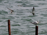 Black Tern