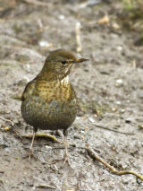 Blackbird (Turdus merula)