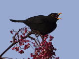 Blackbird (Turdus merula)