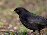 Blackbird (Turdus merula)
