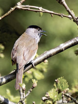 Blackcap