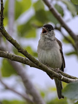 Blackcap (Sylvia atricapilla)
