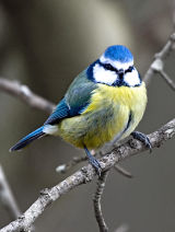 Blue Tit