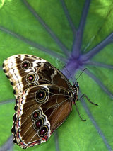 Blue Morpho