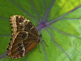 Blue Morpho