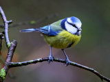 Blue Tit (Cyanistes or Parus caeruleus)