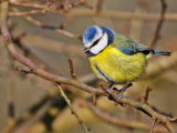 Blue Tit (Cyanistes or Parus caeruleus)