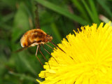 Bombylius major