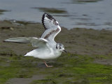 Bonaparte's Gull