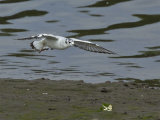 Bonaparte's Gull
