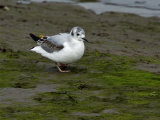 Bonaparte's gull