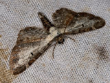 Bordered Pug
