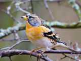 Brambling