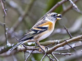 Brambling (Fringilla montifringilla)