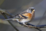 Brambling (Fringilla montifringilla)