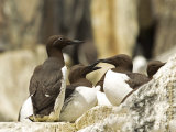 Guillemot