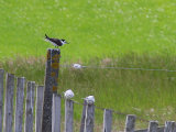 Bridled Tern
