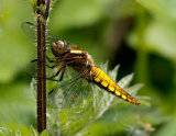 Broad-bodied Chaser