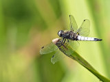 Black-tailed Skimmer