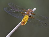 Broad-bodied Chaser