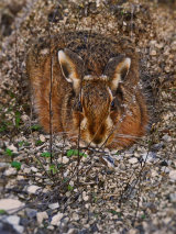 Brown Hare