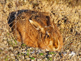 Brown Hare
