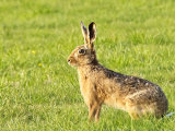 Lagomorphs & Rodents