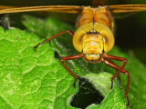 Brown Hawker