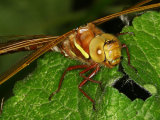 Brown Hawker