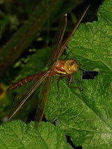 Dragonflies