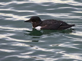 Brunnich's Guillemot