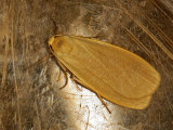Buff Footman