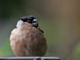 Bullfinch (Pyrrhula pyrrhula)