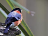 Bullfinch (Pyrrhula pyrrhula)