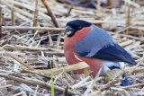 Bullfinch
