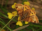 Burnet Companion
