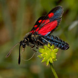 Burnets & Foresters