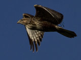 Buzzard