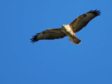Buzzard