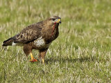 Buzzard