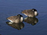 Canada Geese