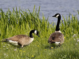 Canada Geese