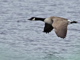 Canada Geese